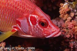 Sharm El Sheikh, strait of Tiran. 100mm macro. by Luigi Carta 